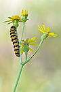 Tyria jacobaeae