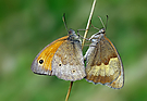 Frühlingsgefühle