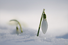 Galanthus nivalis