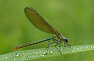 Prachtlibelle