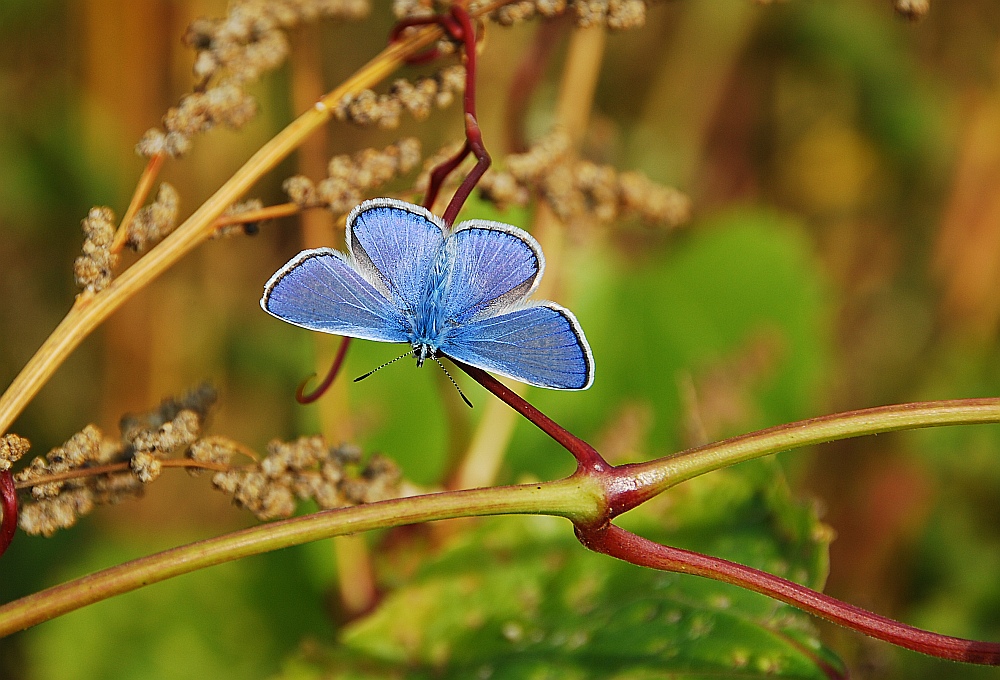 Hauhechelbläuling (Polyommatus icarus)