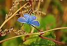Hauhechelbläuling (Polyommatus icarus)