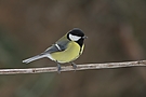 Besuch am Regentag