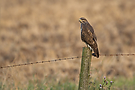 Mäusebussard