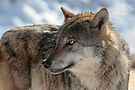 Wolf ohne Diagonale