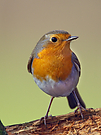 Rotkehlchen