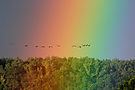 im Regenbogen