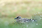 Skua