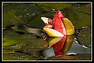 Seerose