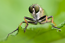 Raubfliege