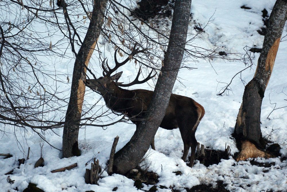 Rotwild im Winter