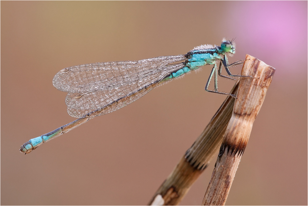 Ischnura elegans