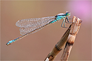 Ischnura elegans