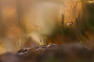 Kleines Hungerblümchen in der Sporophyten-Welt