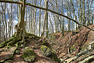 Im verwunschenen Wald