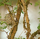 Schwanzmeise am Nest
