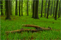 regengrüner Wienerwald