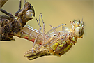 Parasiten an einer Adonisjungfer