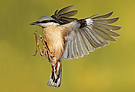 Im Anflug