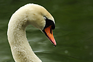 Schlafender Schwan
