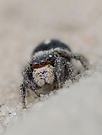 Pellenes nigrociliatus (female)