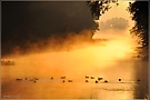 Morgenstund hat Gold im ...