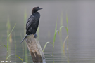 Zwergscharbe, Phalacrocorax pygmeus, Pygmy Cormorant