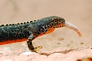 Bergmolch (Triturus alpestris)