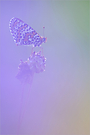~ Durch die Blume ~
