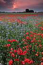 Gewittermorgen über der Sommerwiese