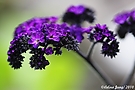Vanilleblume (Heliotropium arborescens)