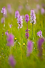 Violettes Meer