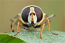 Frühaufsteher