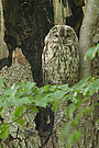 Waldkauz im Lebensraum!