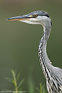 Graureiher (Ardea cinerea)