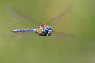Aeshna affinis in Sachsen-Anhalt