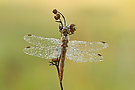 Heidelibelle
