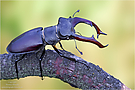 Waldbewohner Hirschkäfer