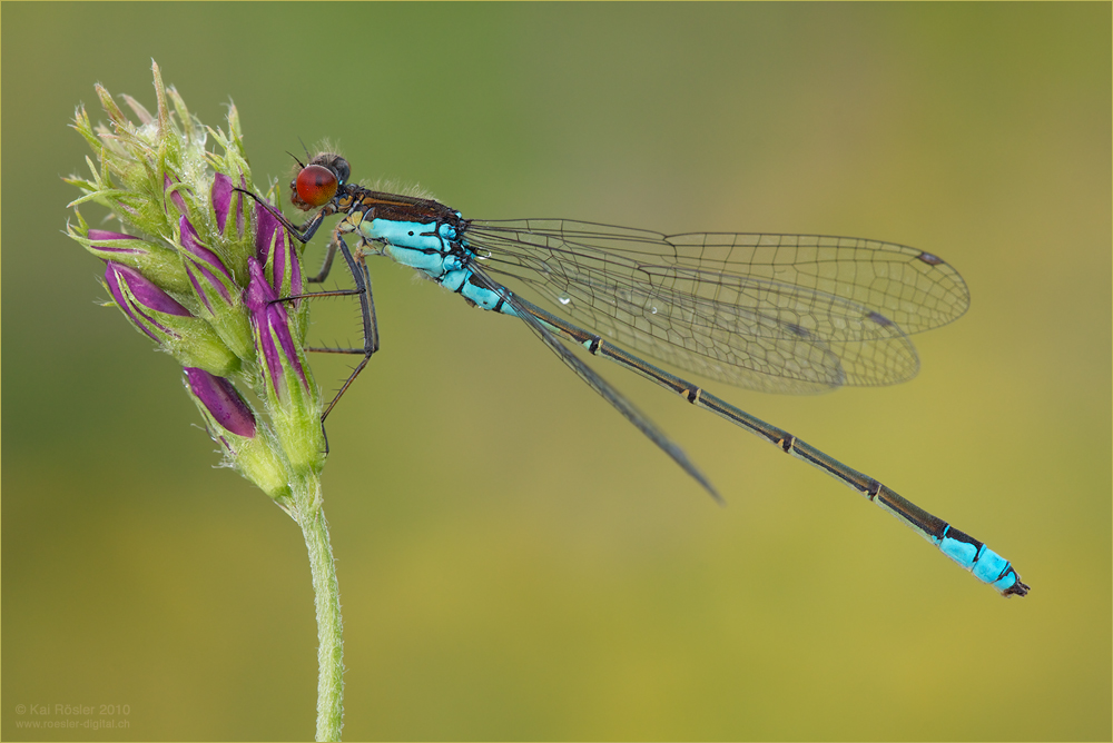 Erythromma viridulum