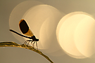 Libellen-Sunset