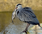 würg