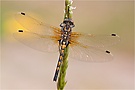 Leucorrhinia rubicunda weibl.