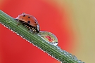 rot