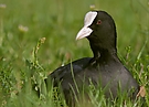 Auf der grünen Wiese