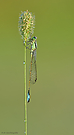 Große Pechlibelle