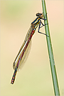 Frühe Adonislibelle (Pyrrhosoma nymphula)