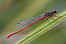 Männchen der Späten Adonislibelle (Ceriagrion tenellum)
