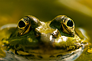kleiner Wasserfrosch
