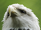 Weißkopfseeadler