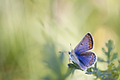 Wildlife